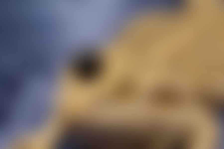 blueberries for bearded dragons
