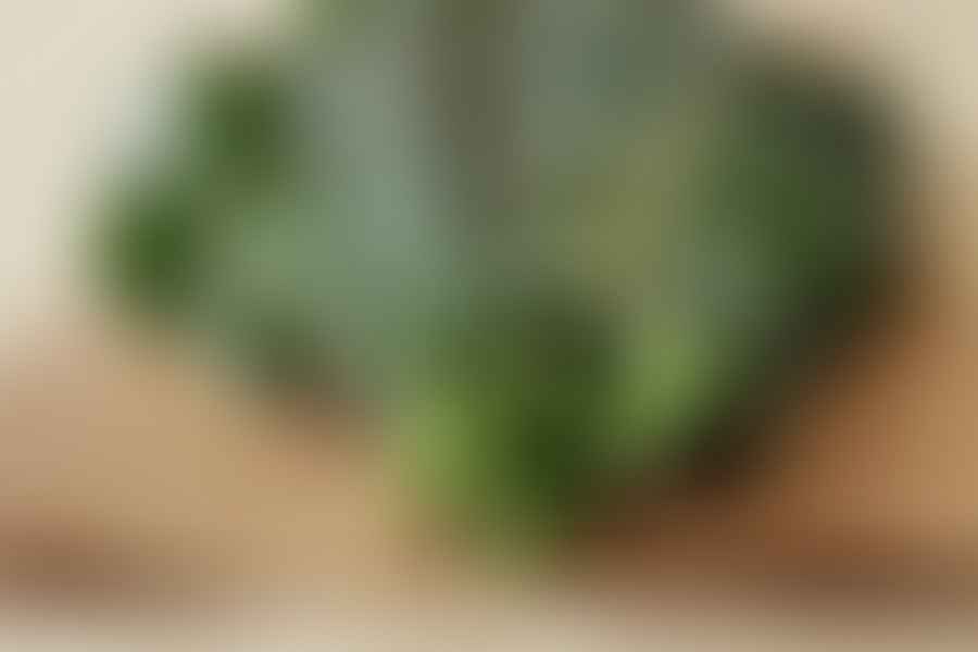 collard greens for bearded dragons