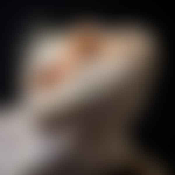 The White Bearded Dragon: What Sets Them Apart from the Rest